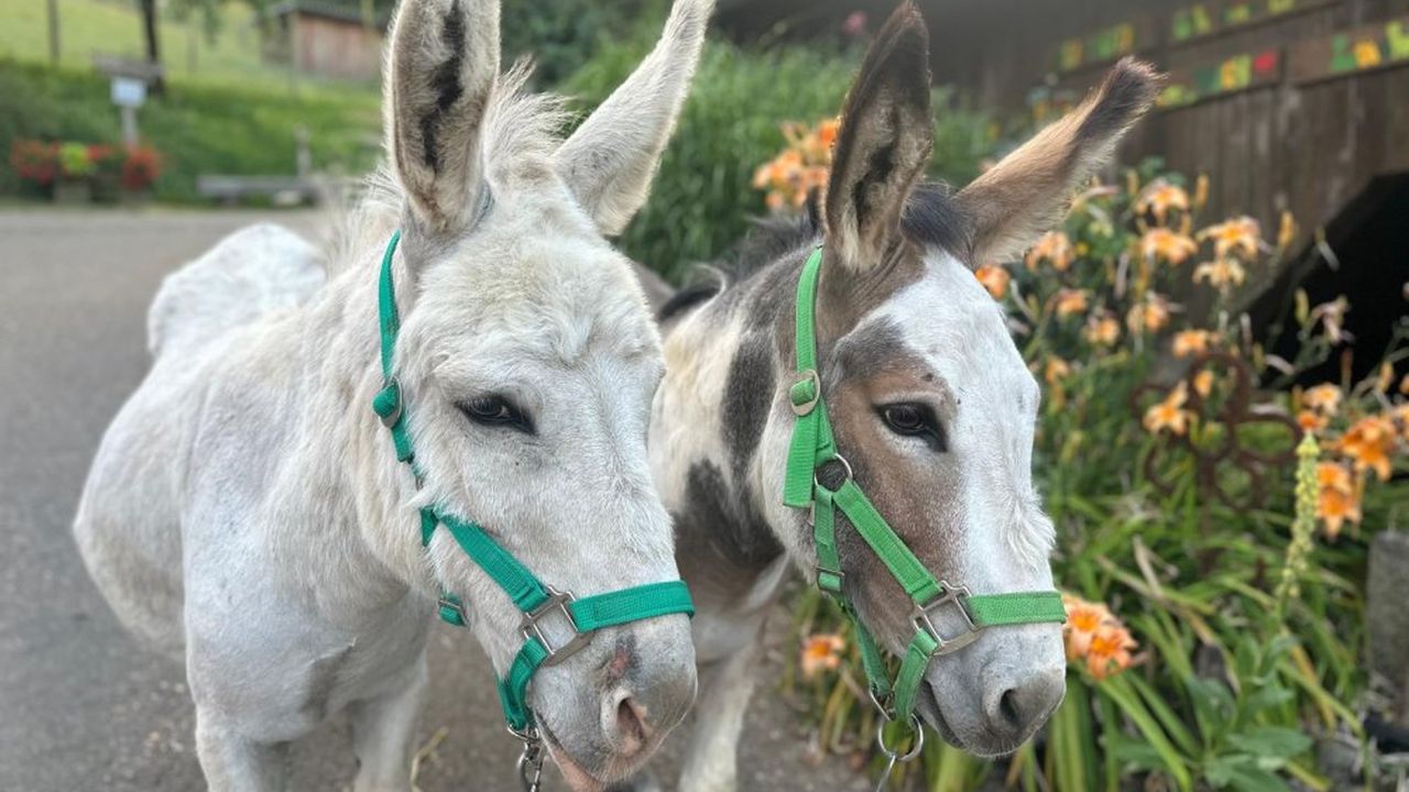 Bubi und Fridolin bereit für die Wanderung Bubi und Fridolin bereit für die Wanderung
